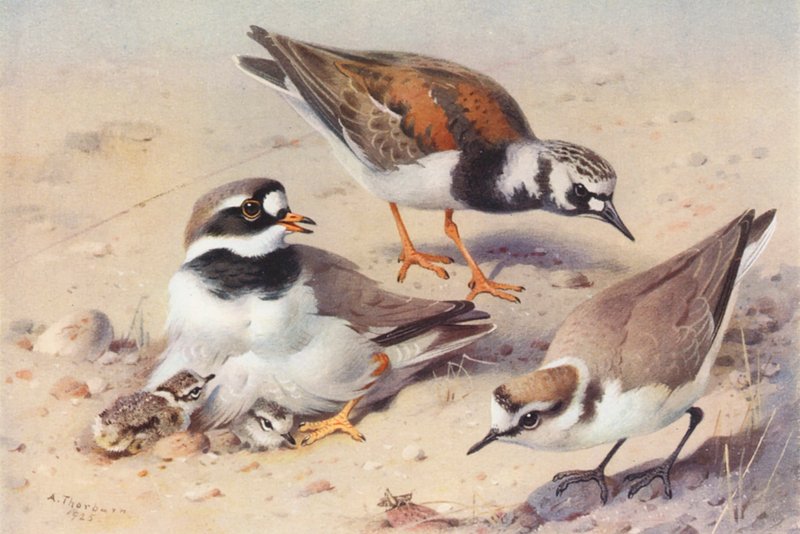 Kék vércse (nyári), gyűrűs rétihéja, kenti rétisas (színes litográfia) alkotó: Archibald Thorburn