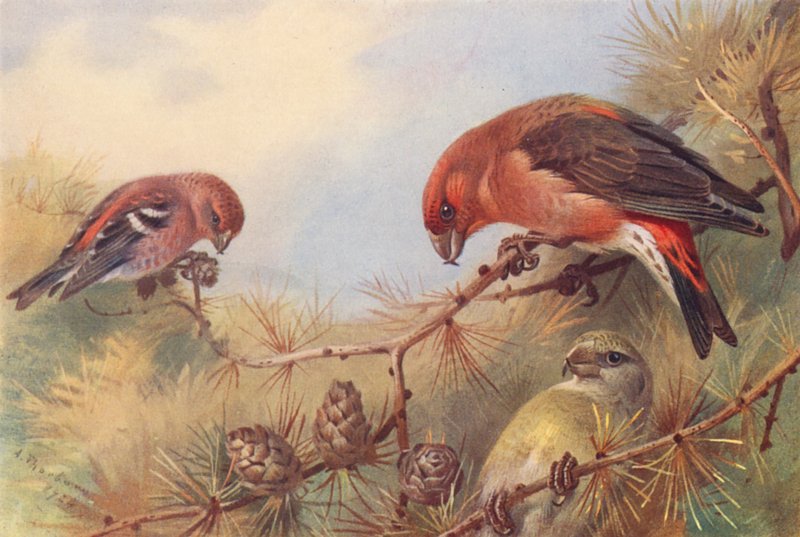 Keresztescsőrű (hím és nőstény) (színes litográfia) alkotó: Archibald Thorburn
