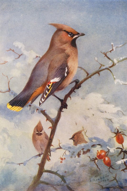 Waxwing (színes litográfia) alkotó: Archibald Thorburn