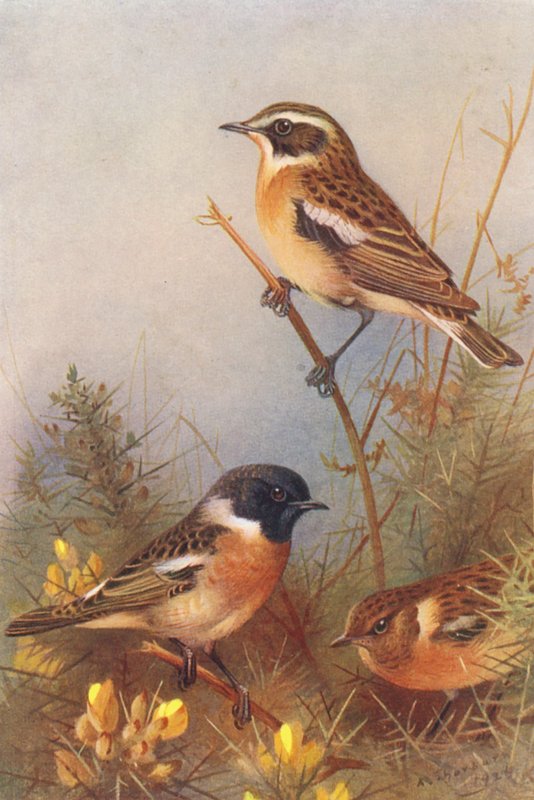 Fehércsőrű cinkék, kősüllő (hím és nőstény) (színes litográfia) alkotó: Archibald Thorburn