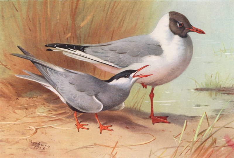 Bajuszos csér, Feketefejű sirály (nyár) (színes litográfia) alkotó: Archibald Thorburn