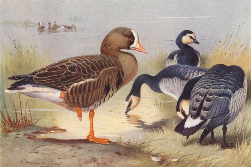 Fehércsőrű lúd, bernáthegyi lúd (színes litográfia) alkotó: Archibald Thorburn