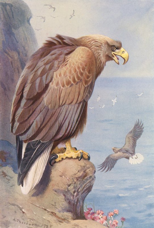 Fehérfarkú sas (színes litográfia) alkotó: Archibald Thorburn