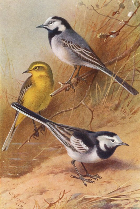 Fehér billegő, sárga billegő, fakó billegő (színes litográfia) alkotó: Archibald Thorburn