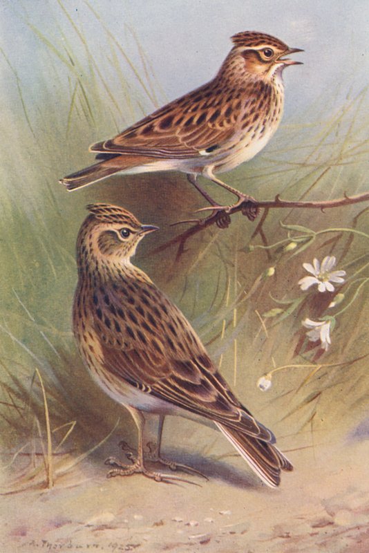 Wood-Lark, Sky-Lark (színes litográfia) alkotó: Archibald Thorburn