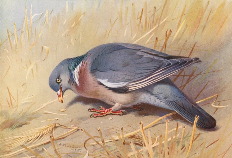 Fából készült galamb (színes litográfia) alkotó: Archibald Thorburn