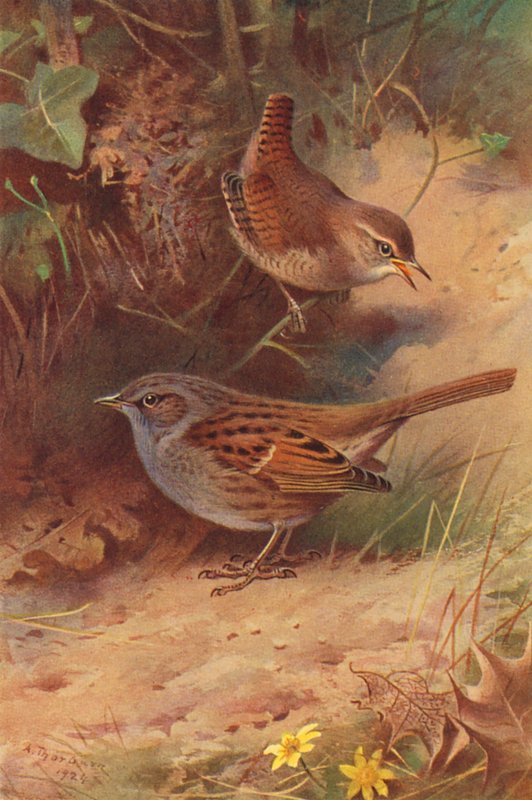 Sövény-paripacs (színes litográfia) alkotó: Archibald Thorburn