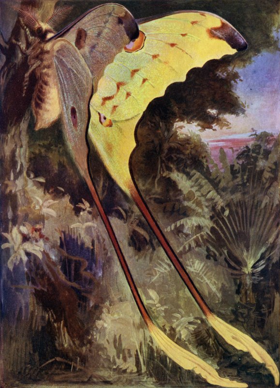 Madagaszkár óriáslepke alkotó: Arthur Twidle
