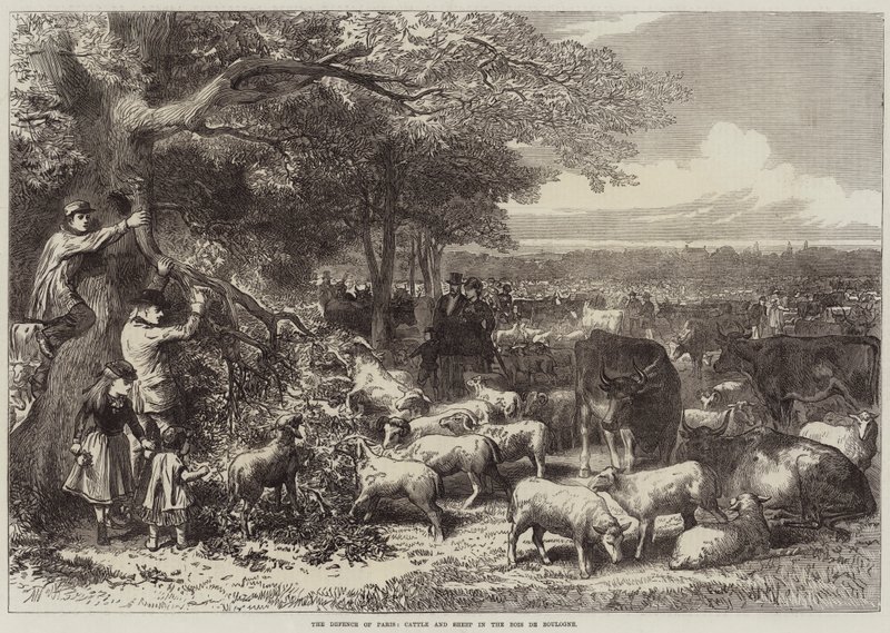 Párizs védelme, szarvasmarha és juh a Bois de Boulogne-ban alkotó: Arthur Hopkins