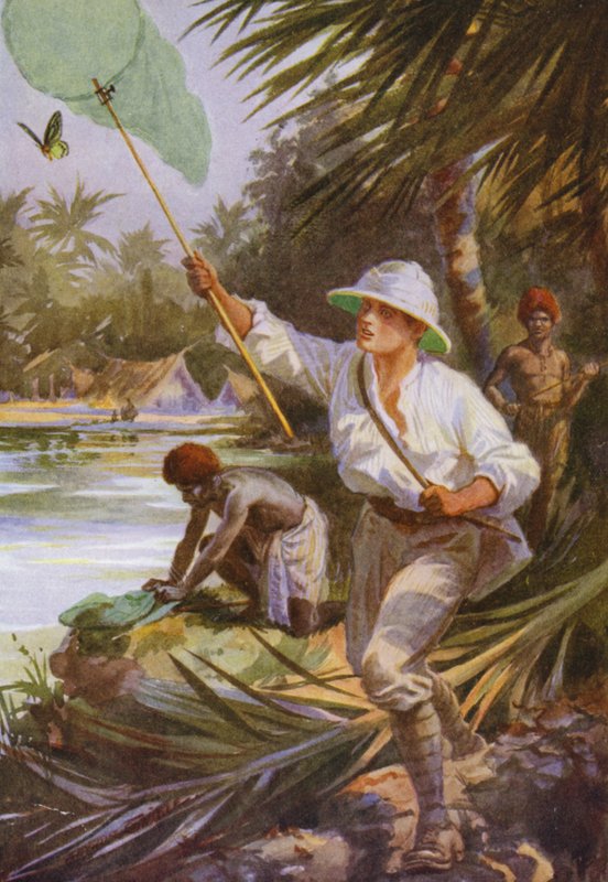 Gyönyörű pillangók: Egy gyűjtő dolgozik Új-Guineában (színes litho) alkotó: Arthur Twidle