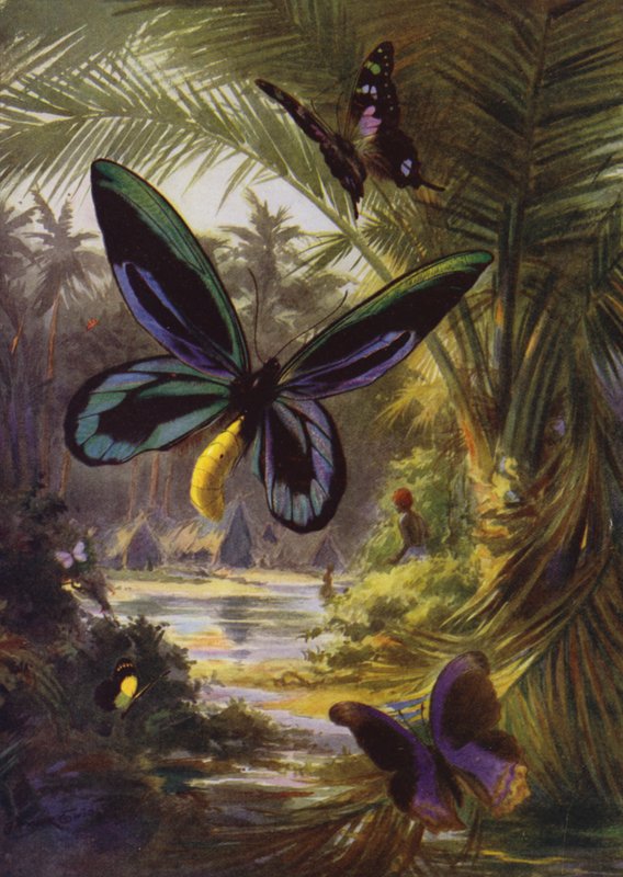 Gyönyörű pillangók: Troides Alexandrae, a legnagyobb lepkék közül (színes litho) alkotó: Arthur Twidle