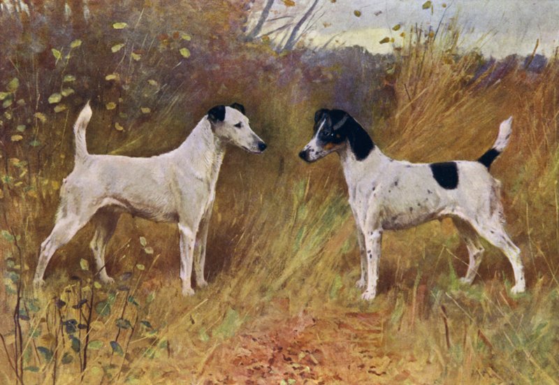 Rivális szépségek, Donna Fortuna bajnok és Durham bajnok hercegnője (színes litó) alkotó: Arthur Wardle
