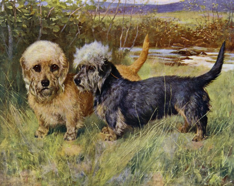 The Dandie Dinmont Terrier, Ch Blacket House Yet, Mustár és Ch Ancrum Fanny, Pepper (színes litho) alkotó: Arthur Wardle