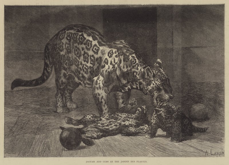 Jaguár és kölykök a Jardin des Plantes-ban alkotó: Auguste Andre Lancon