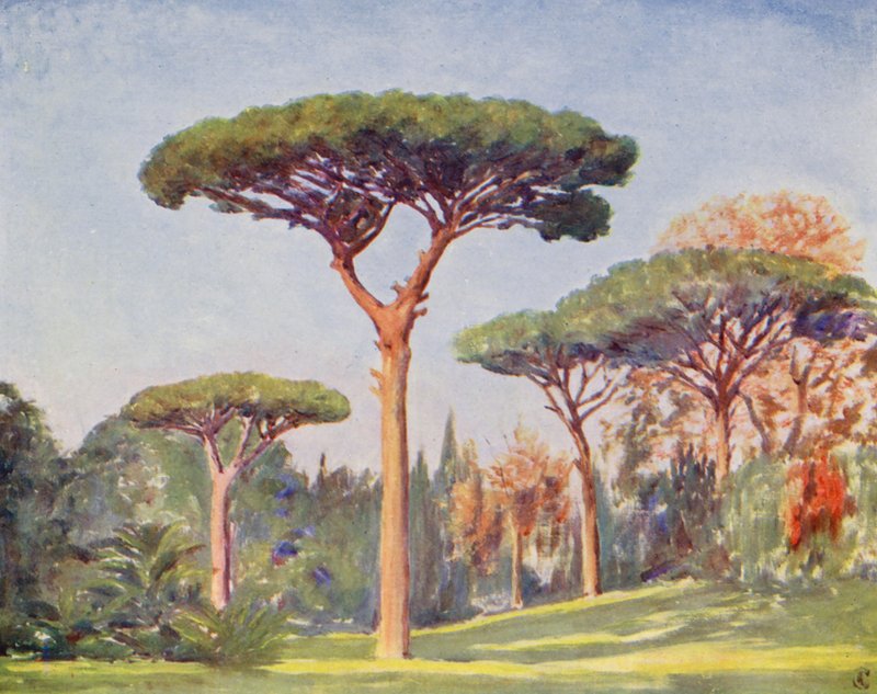 Rock Pines, Villa Floridiana (színes litográfia) alkotó: Augustine Fitzgerald