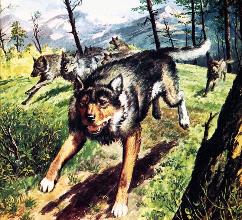 A vadon hívása, Jack London regénye alapján alkotó: Barrie Linklater