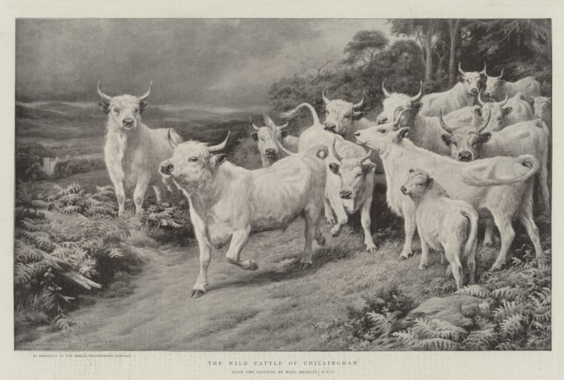A chillinghami vadszarvasmarha alkotó: Basil Bradley