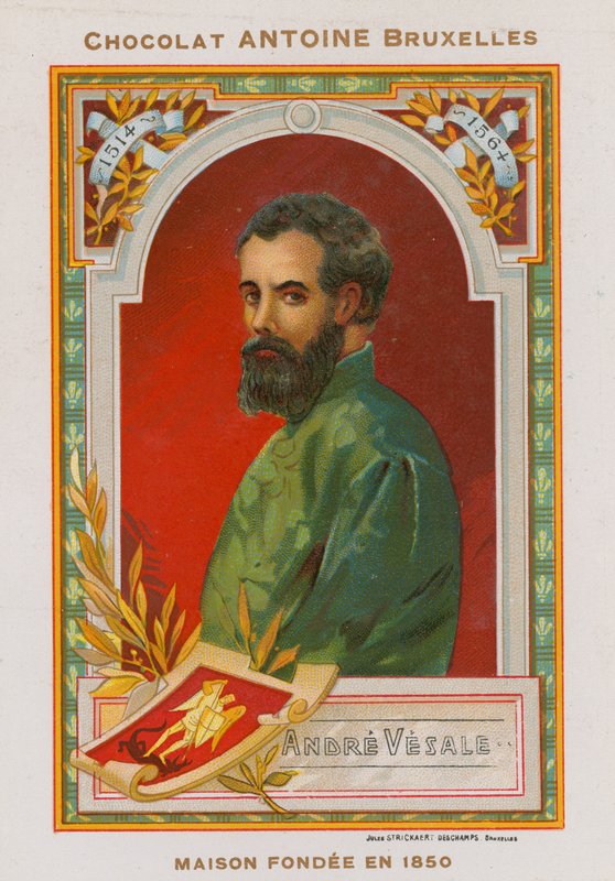 Andreas Vesalius, 16. századi flamand anatómus és orvos alkotó: Belgian School