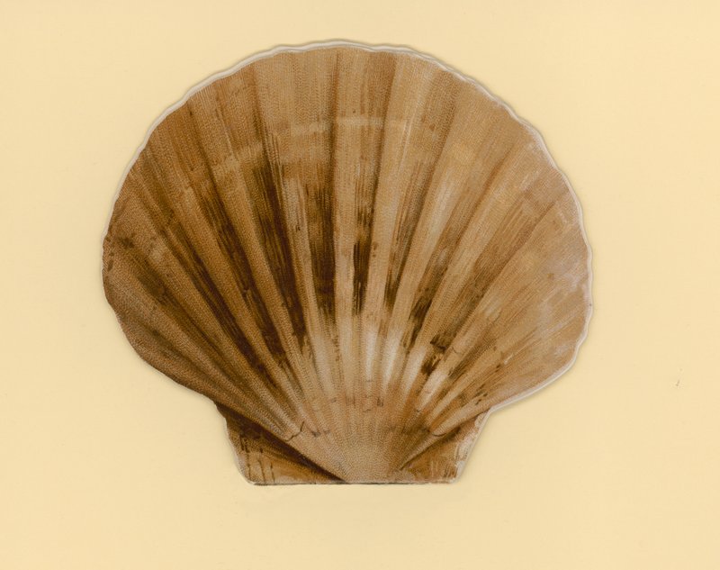 Illusztráció a Tengeri kagylók című füzethez (színes litó) alkotó: Benjamin D. Sigmund