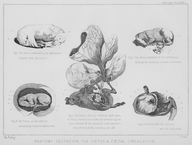 Anatómia, terhesség, magzat és magzati keringés (litho) alkotó: Benjamin Herring