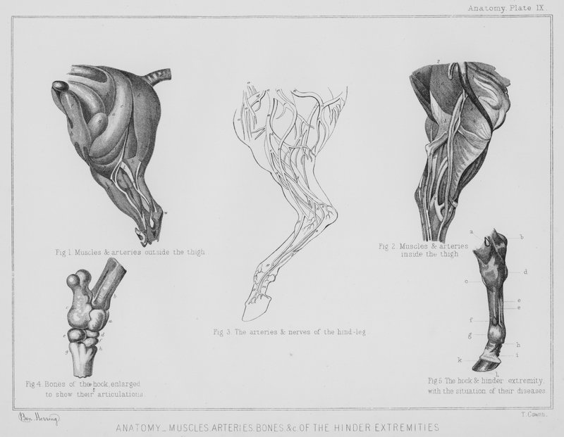 A hátulsó végtagok anatómiája, izmok, artériák, csontok stb. (litho) alkotó: Benjamin Herring