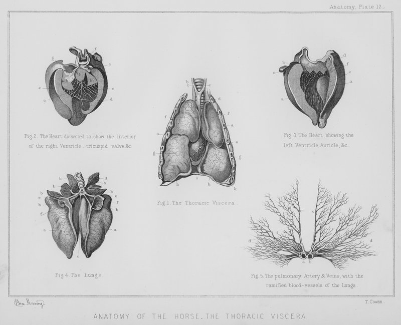 A ló anatómiája, a mellkasi zsigerek (litho) alkotó: Benjamin Herring