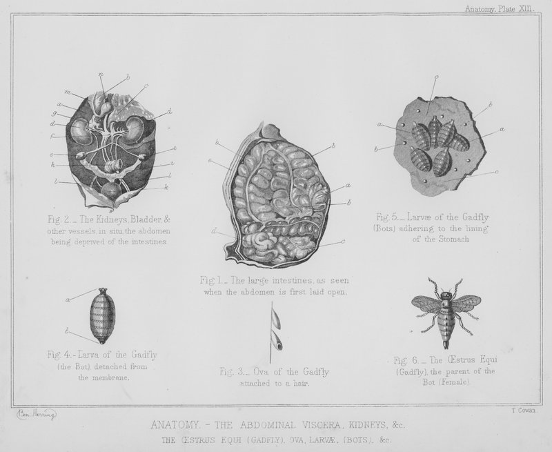 Anatómia, hasi zsigerek, vesék stb., ivarzás equi, gadfly, petesejtek, lárvák, botok stb. (litho) alkotó: Benjamin Herring