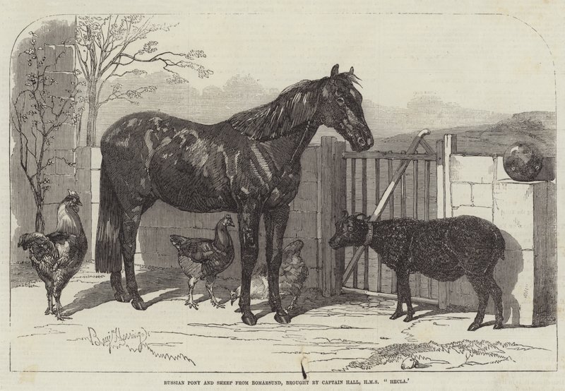 Orosz póni és juhok Bomarsundból, amelyeket Hall kapitány, HMS Hecla hozott. alkotó: Benjamin Herring