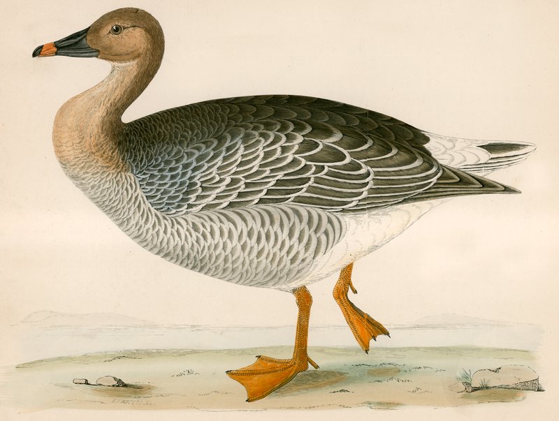 Bean Goose alkotó: Beverley R. Morris