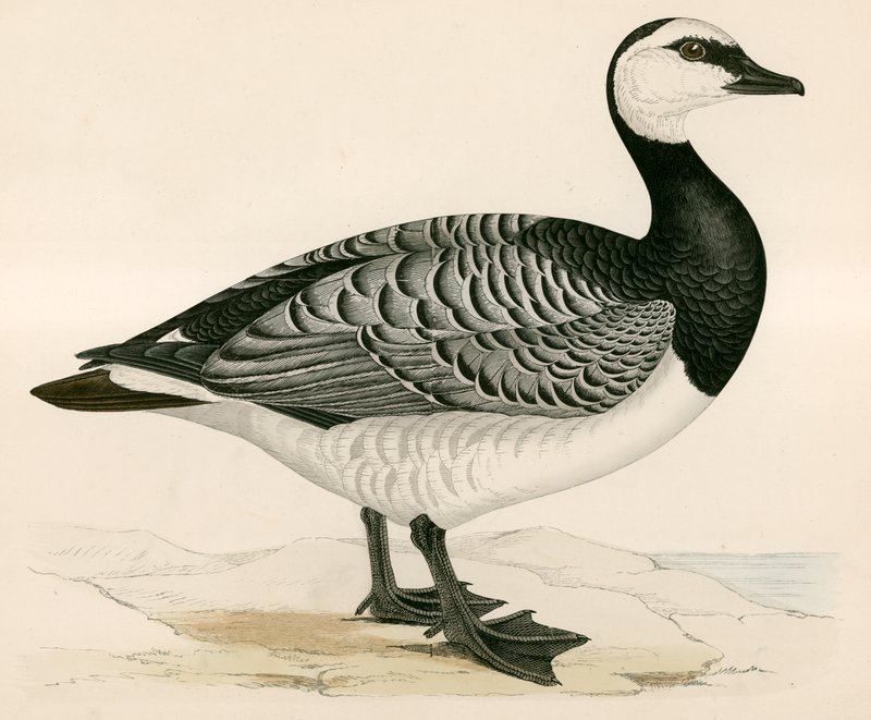 Bernicle liba alkotó: Beverley R. Morris