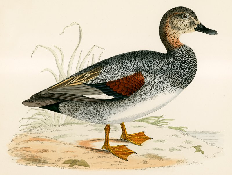 Gadwall alkotó: Beverley R. Morris