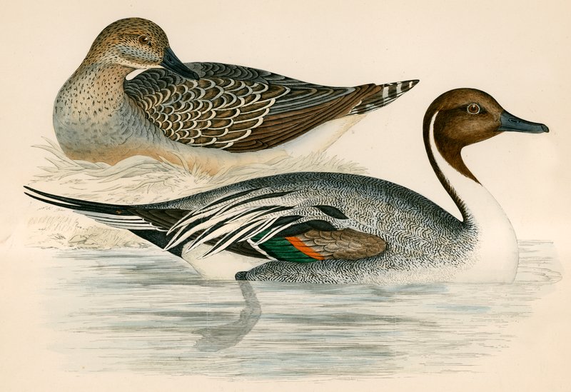 Pintail Duck alkotó: Beverley R. Morris