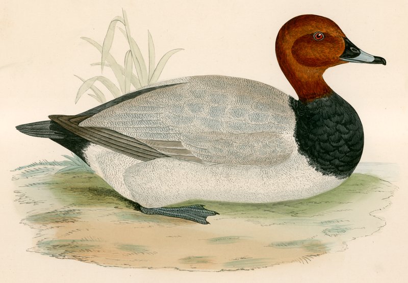 Pochard alkotó: Beverley R. Morris