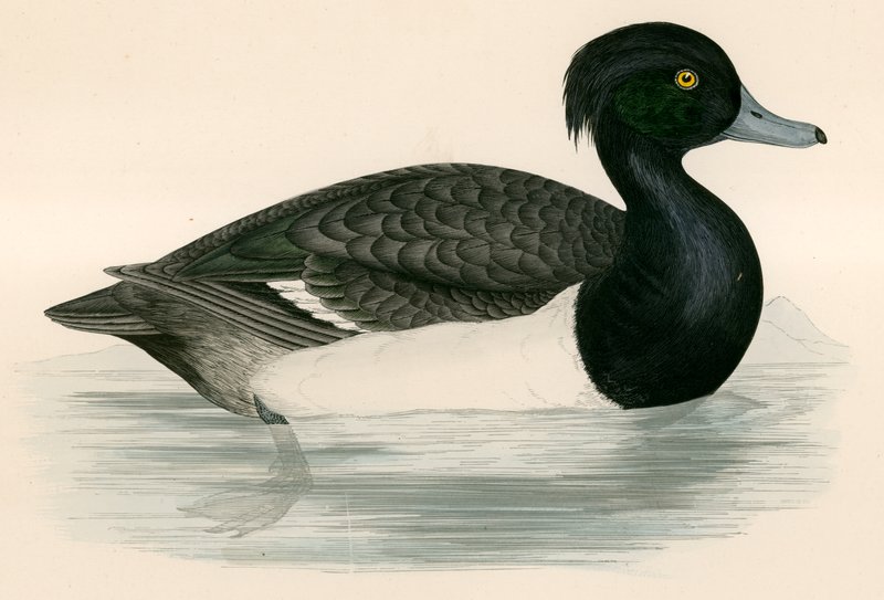 Tupted Duck alkotó: Beverley R. Morris