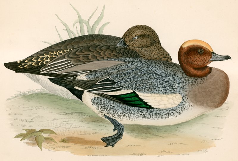 Wigeon alkotó: Beverley R. Morris