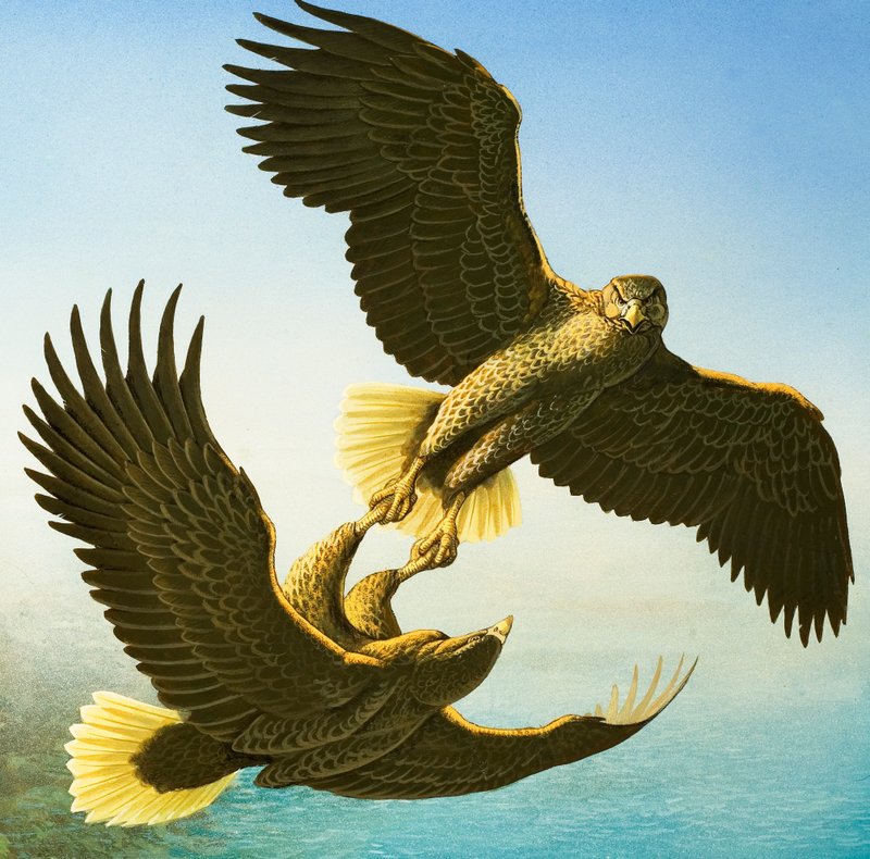 Tengeri sasok (gouache, papír) alkotó: Bob Hersey