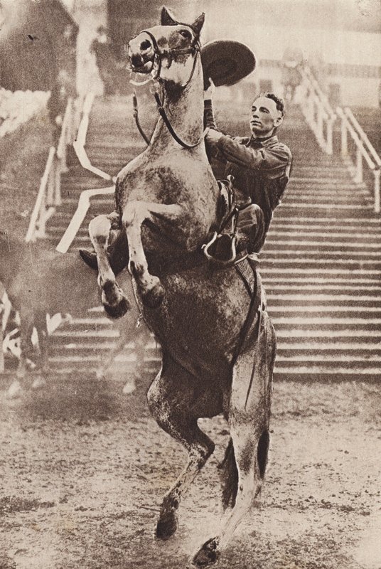 Cowboy irányítja a felemelkedő lovat (fekete-fehér fotó) alkotó: Canadian Photographer
