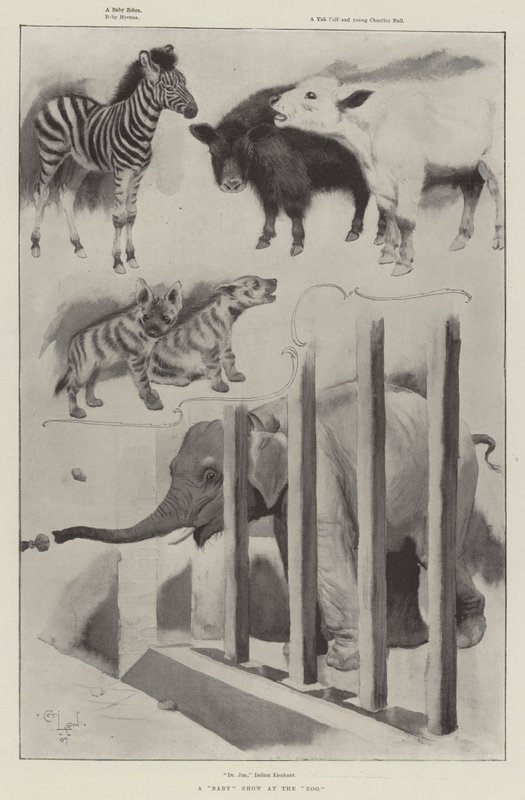 Baba show az állatkertben alkotó: Cecil Charles Windsor Aldin