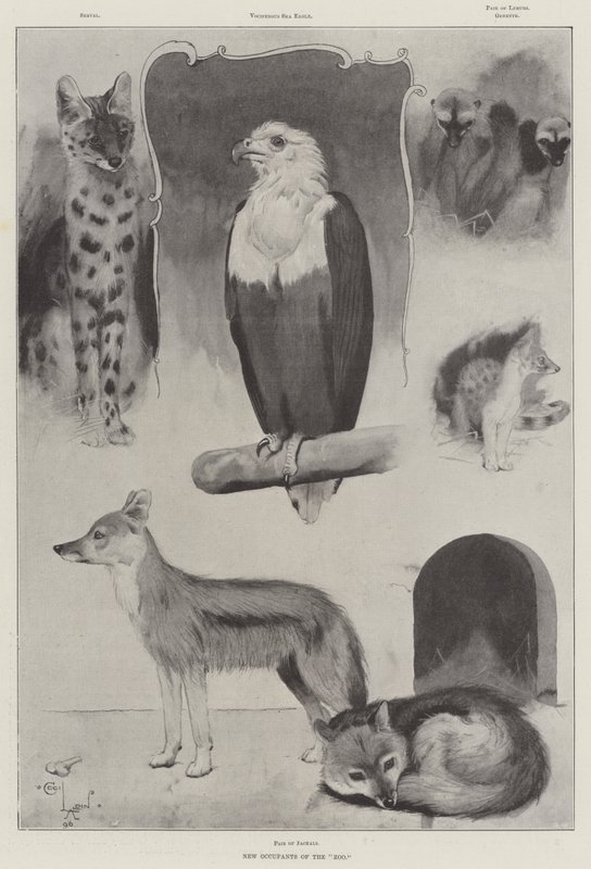 Az állatkert új lakói alkotó: Cecil Charles Windsor Aldin