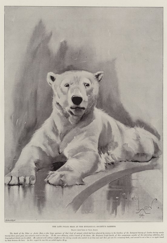 A késői jegesmedve az Állattani Társaság kertjében alkotó: Cecil Charles Windsor Aldin