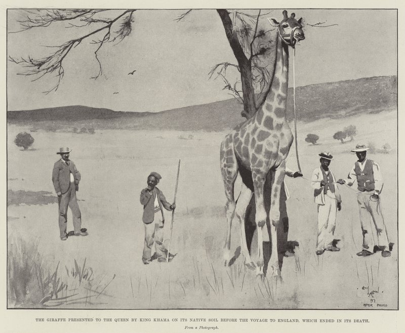 A zsiráfot Khama király ajándékozta a királynőnek szülőföldjén az angliai utazás előtt, amely annak halálával végződött alkotó: Cecil Charles Windsor Aldin