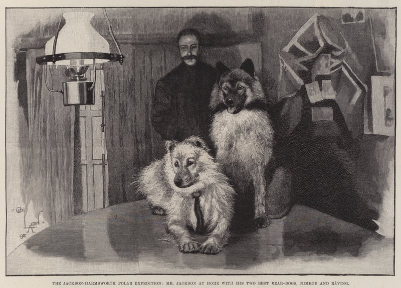 A Jackson-Harmsworth sarki expedíció, Mr Jackson otthon a két legjobb medvekutyájával, Nimróddal és Ravinggel alkotó: Cecil Charles Windsor Aldin