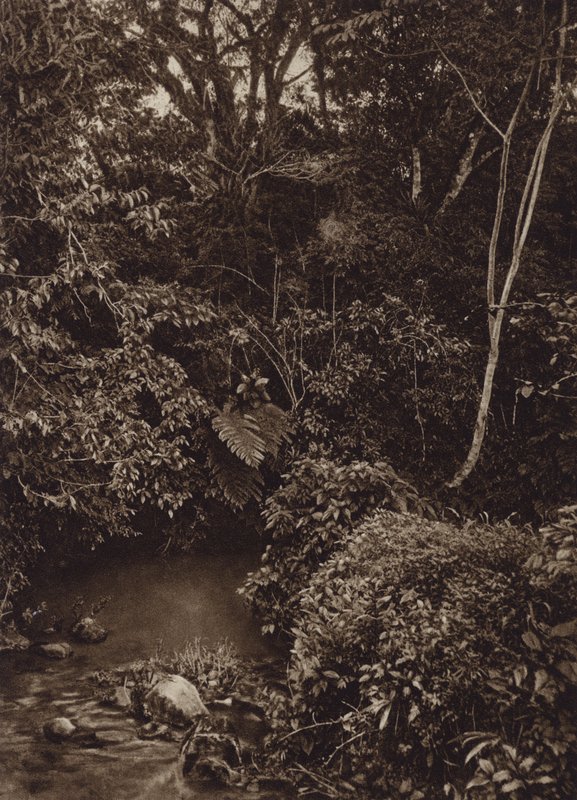 Mexikó: Erdő Mirador közelében, panoráma az őserdőre (f/w fotó) alkotó: Cecile Seler Sachs