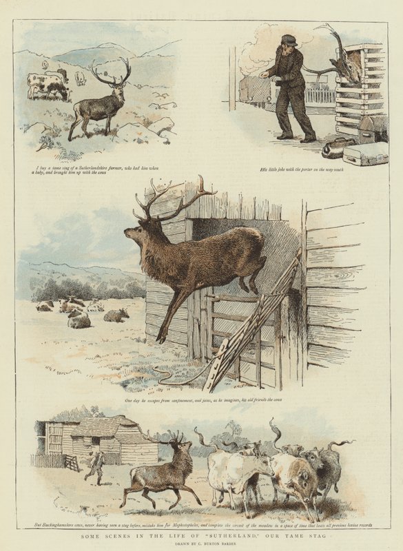 Néhány jelenet Sutherland életéből, Szelíd szarvasunk (chromolitho) alkotó: Charles Burton