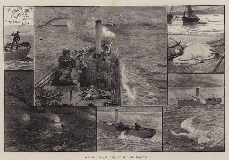 Vadhattyú lövészet Essexben alkotó: Charles J. Staniland