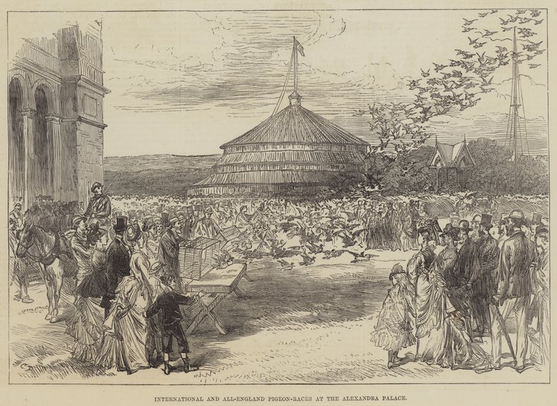 Nemzetközi és All-England Galambversenyek az Alexandra Palace-ban alkotó: Sir John Charles Robinson