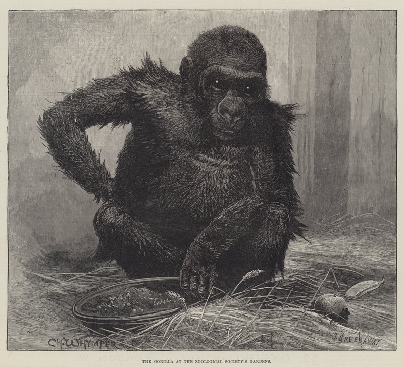 A Gorilla az Állatkertben az Állatkertészeti Társaság kertjében alkotó: Charles Whymper