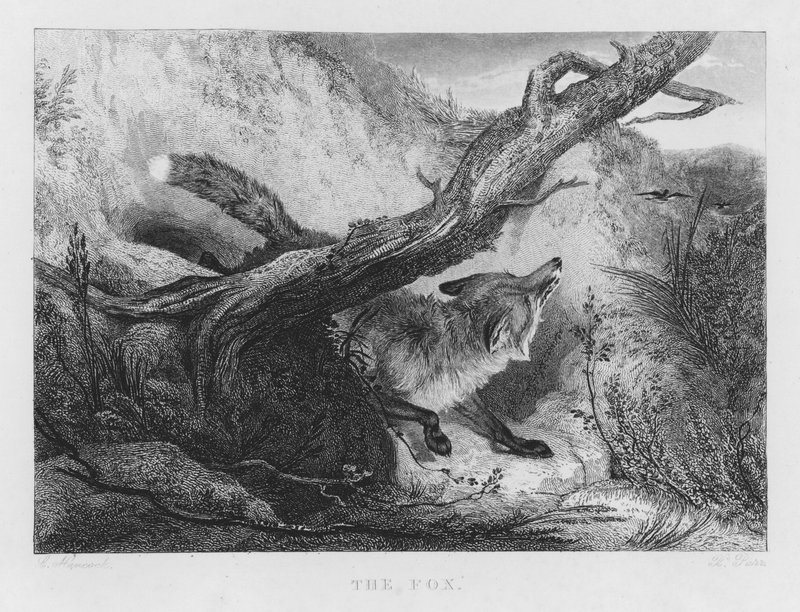 A róka (metszet) alkotó: Charles (after) Hancock