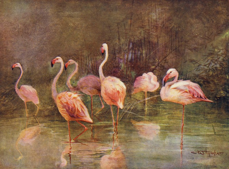 Flamingók (színes litó) alkotó: Charles (after) Whymper
