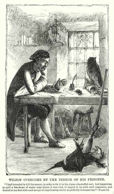 Wilsont legyőzte foglya rémülete (metszet) alkotó: Charles Altamont Doyle